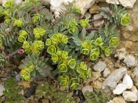 Euphorbia portlandica 4, Saxifraga-Willem van Kruijsbergen