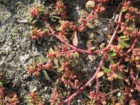 Euphorbia prostrata