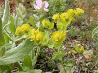 Euphorbia segetalis 5, Saxifraga-Ed Stikvoort