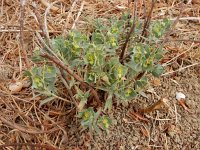 Euphorbia segetalis 8, Saxifraga-Ed Stikvoort