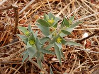 Euphorbia segetalis 9, Saxifraga-Ed Stikvoort