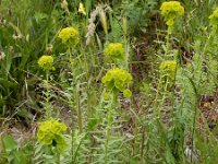 Euphorbia seguieriana 11, Zandwolfsmelk, Saxifraga-Ed Stikvoort