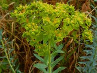 Euphorbia seguieriana 25, Zandwolfsmelk, Saxifraga-Ed Stikvoort