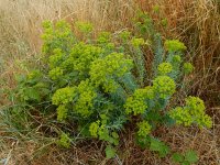 Euphorbia seguieriana 31, Zandwolfsmelk, Saxifraga-Ed Stikvoort