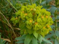 Euphorbia seguieriana 32, Zandwolfsmelk, Saxifraga-Ed Stikvoort