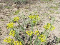 Euphorbia seguieriana 7, Zandwolfsmelk, Saxifraga-Rutger Barendse