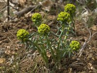 Euphorbia seguieriana ssp seguieriana 1, Zandwolfsmelk, Saxifraga-Willem van Kruijsbergen