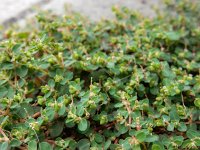 Euphorbia serpens 10, Gladde wolfsmelk, Saxifraga-Ed Stikvoort