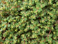 Euphorbia serpens 14, Gladde wolfsmelk, Saxifraga-Ed Stikvoort