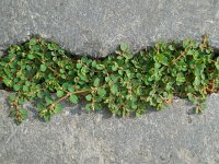 Euphorbia serpens 2, Gladde wolfsmelk, Saxifraga-Ed Stikvoort