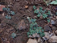 Euphorbia serpens 6, Gladde wolfsmelk, Saxifraga-Ed Stikvoort