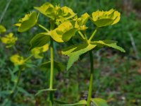 Euphorbia serrata 10, Saxifraga-Ed Stikvoort