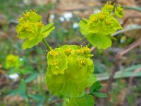 Euphorbia serrata 12, Saxifraga-Ed Stikvoort