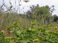 Euphorbia serrata 3, Saxifraga-Jeroen Willemsen