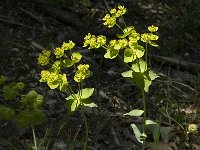 Euphorbia serrata 4, Saxifraga-Jan van der Straaten