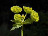 Euphorbia serrata 7, Saxifraga-Willem van Kruijsbergen