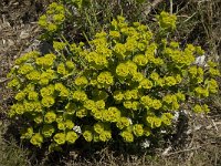 Euphorbia serrata 8, Saxifraga-Willem van Kruijsbergen