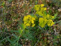 Euphorbia serrata 9, Saxifraga-Ed Stikvoort