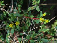 Euphorbia spinosa 4, Saxifraga-Jeroen Willemsen