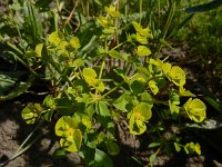 Euphorbia stricta 12, Stijve wolfsmelk, Saxifraga-Ed Stikvoort