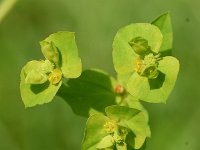 Euphorbia stricta 14, Stijve wolfsmelk, Saxifraga-Sonja Bouwman  884. Stijve wolfsmelk - Euphorbia stricta - Euphorbiaceae familie (i) Rhoon