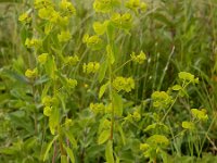 Euphorbia stricta 3, Stijve wolfsmelk, Saxifraga-Ed Stikvoort