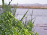 Euphorbia villosa 3, Saxifraga-Jeroen Willemsen