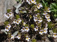 Euphrasia alpina 3, Saxifraga-Harry Jans