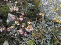 Euphrasia alpina 4, Saxifraga-Jan van der Straaten