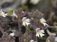 Euphrasia frigida 4, Saxifraga-Willem van Kruijsbergen