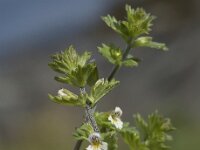 Euphrasia frigida 6, Saxifraga-Willem van Kruijsbergen