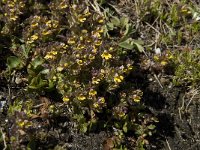 Euphrasia minima 2, Saxifraga-Willem van Kruijsbergen