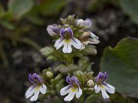 Euphrasia minima 3, Saxifraga-Willem van Kruijsbergen