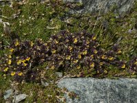 Euphrasia minima 4, Saxifraga-Willem van Kruijsbergen