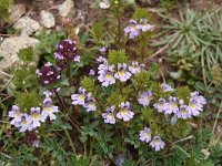 Euphrasia minima 6, Saxifraga-Harry Jans