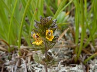 Euphrasia minima 8, Saxifraga-Ed Stikvoort