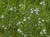 Euphrasia rostkoviana 4, Krijtogentroost, Saxifraga-Willem van Kruijsbergen