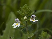 Euphrasia rostkoviana ssp montana 8, Saxifraga-Willem van Kruijsbergen