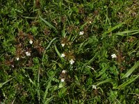 Euphrasia salisburgensis 2, Saxifraga-Ed Stikvoort : Cliffs of Moher Fanore