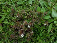 Euphrasia salisburgensis 3, Saxifraga-Ed Stikvoort : Cliffs of Moher Fanore
