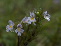 Euphrasia salisburgensis 4, Saxifraga-Willem van Kruijsbergen