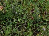 Euphrasia stricta 13, Stijve ogentroost, Saxifraga-Hans Boll