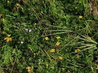 Euphrasia stricta 14, Stijve ogentroost, Saxifraga-Hans Boll