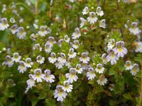 Euphrasia stricta 19, Stijve ogentroost, Saxifraga-Ed Stikvoort