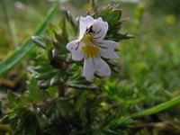 Euphrasia stricta 2, Stijve ogentroost, Saxifraga-Rutger Barendse