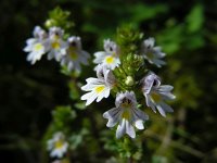 Euphrasia stricta 20, Stijve ogentroost, Saxifraga-Ed Stikvoort