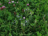 Euphrasia stricta 23, Stijve ogentroost, Saxifraga-Hans Boll