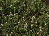 Euphrasia stricta 28, Stijve ogentroost, Saxifraga-Hans Boll