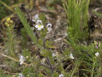 Euphrasia stricta 31, Stijve ogentroost, Saxifraga-Willem van Kruijsbergen