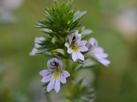 Euphrasia stricta 33, Stijve ogentroost, Saxifraga-Luuk Vermeer